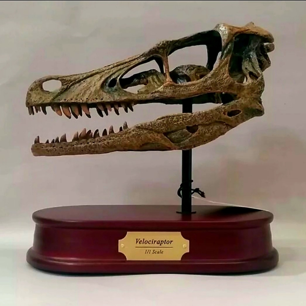 Prehistoric Velociraptor Skull Sculpture - Brown
